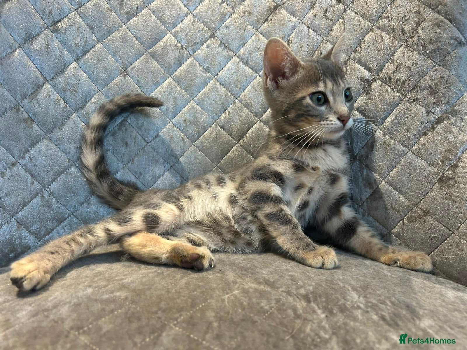 Bengal cats 💙 Beautiful Blue Bengal Female Kitten Ready Now! - Advert 2
