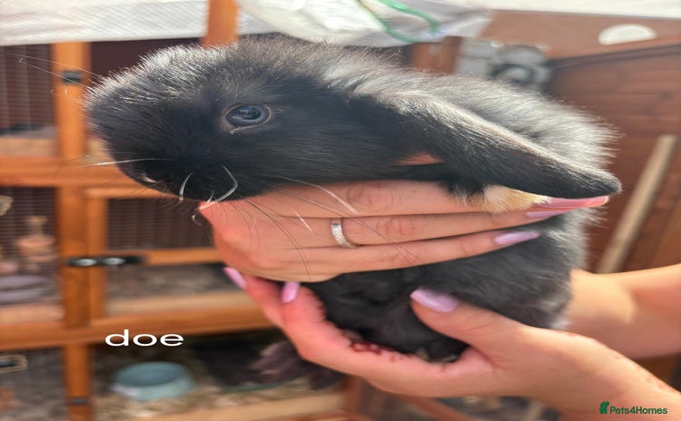 Mini Lop rabbits - Advert 16