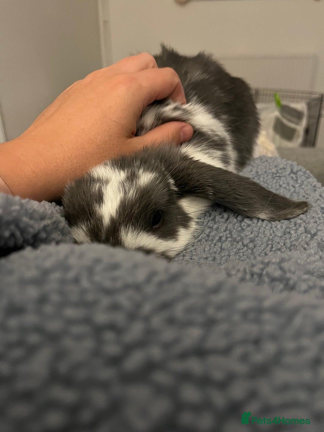 Mini Lop rabbits for sale: Mini lop  - Image 2