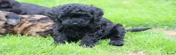 Cavapoo dogs for sale: Beautiful Cavapoo puppies for sale - Advert 4
