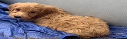 Cockapoo dogs for sale: Stunning cockapoos - Advert 11
