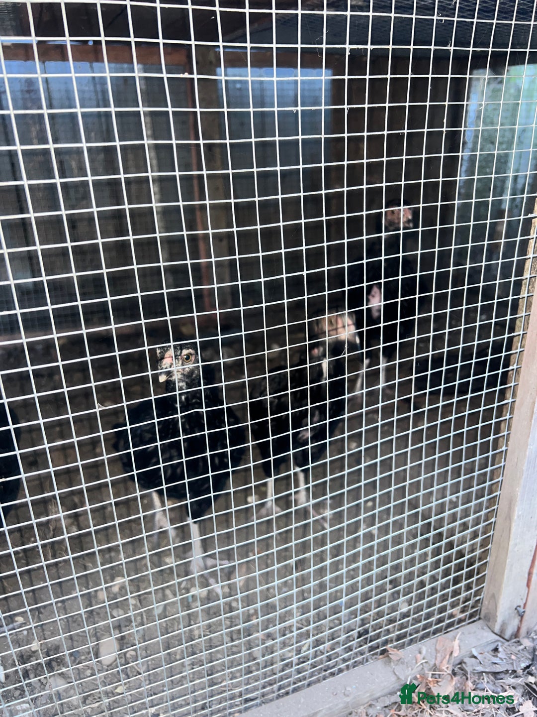 Chickens poultry for sale: Asil chickens for sale  - Image 4