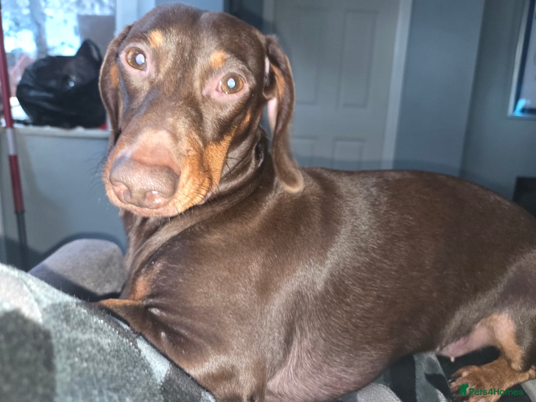 Miniature Dachshund dogs for sale: Chocolate male miniature dacshund  - Image 2