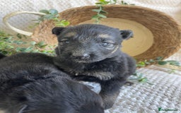 German Shepherd dogs for sale: STUNNING DNA TESTED GERMAN SHEPHERDS - Image 9