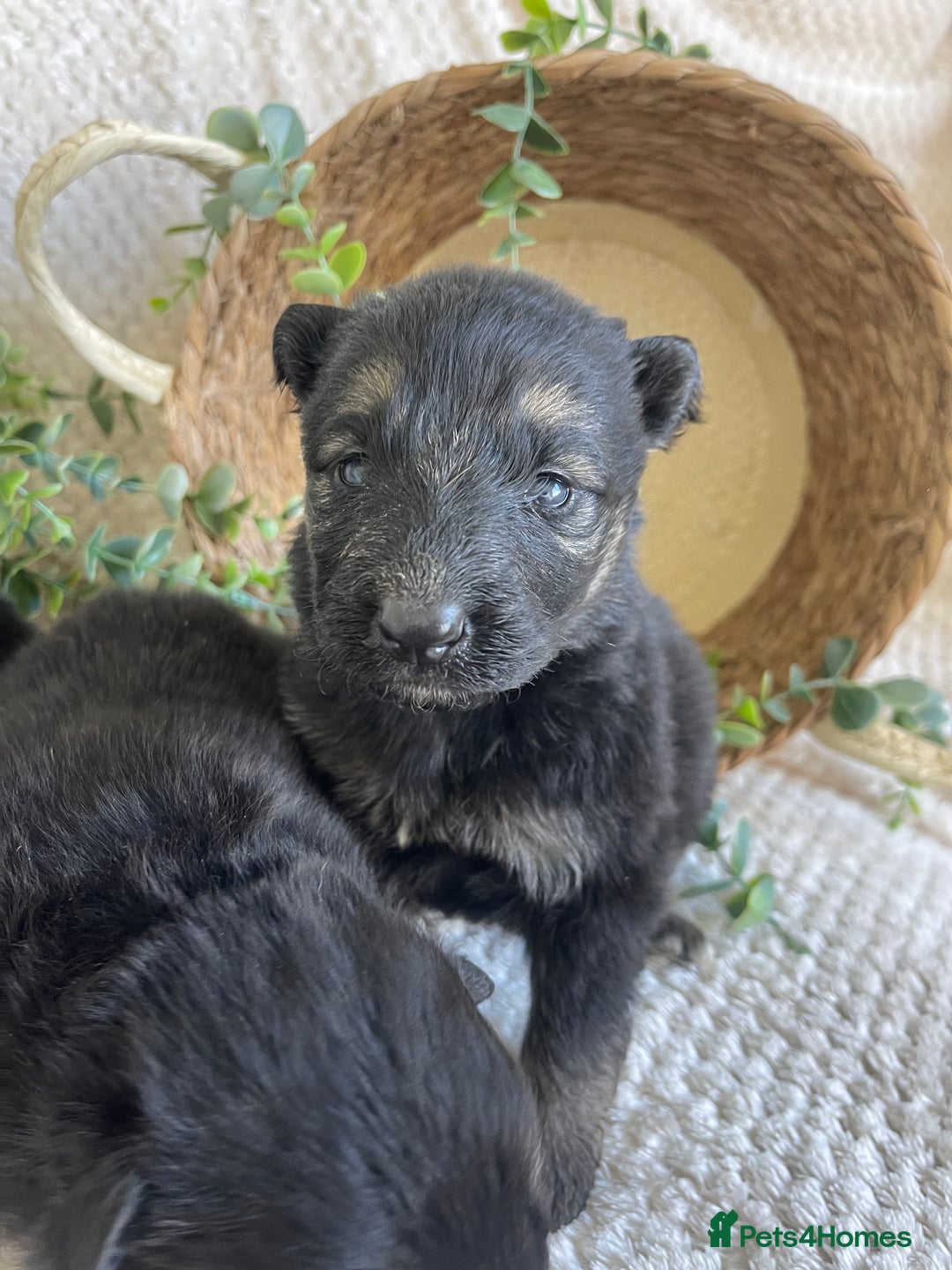 German Shepherd dogs for sale: STUNNING DNA TESTED GERMAN SHEPHERDS - Image 9