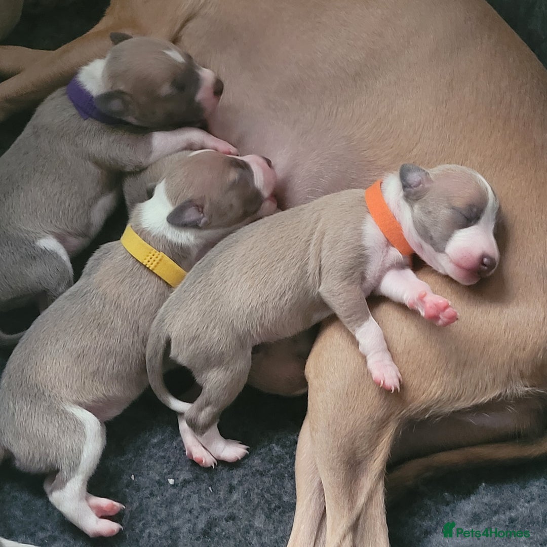 Italian Greyhound dogs for sale: Adorable Italian Greyhound girls - Image 8