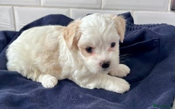 Mixed Breed dogs for sale: Havanese and shi tzu puppy - Image 1