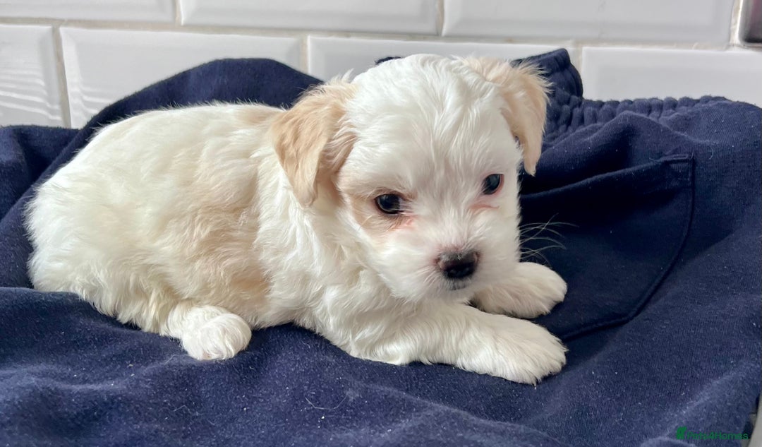 Mixed Breed dogs for sale: Havanese and shi tzu puppy - Image 1