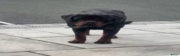 Rottweiler dogs for sale: Beautiful Chunky Rottweiler Puppies Now Here  - Advert 5