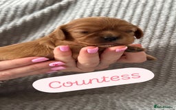 Cavalier King Charles Spaniel dogs for sale: KC Cavalier King Charles spaniels  - Advert 6