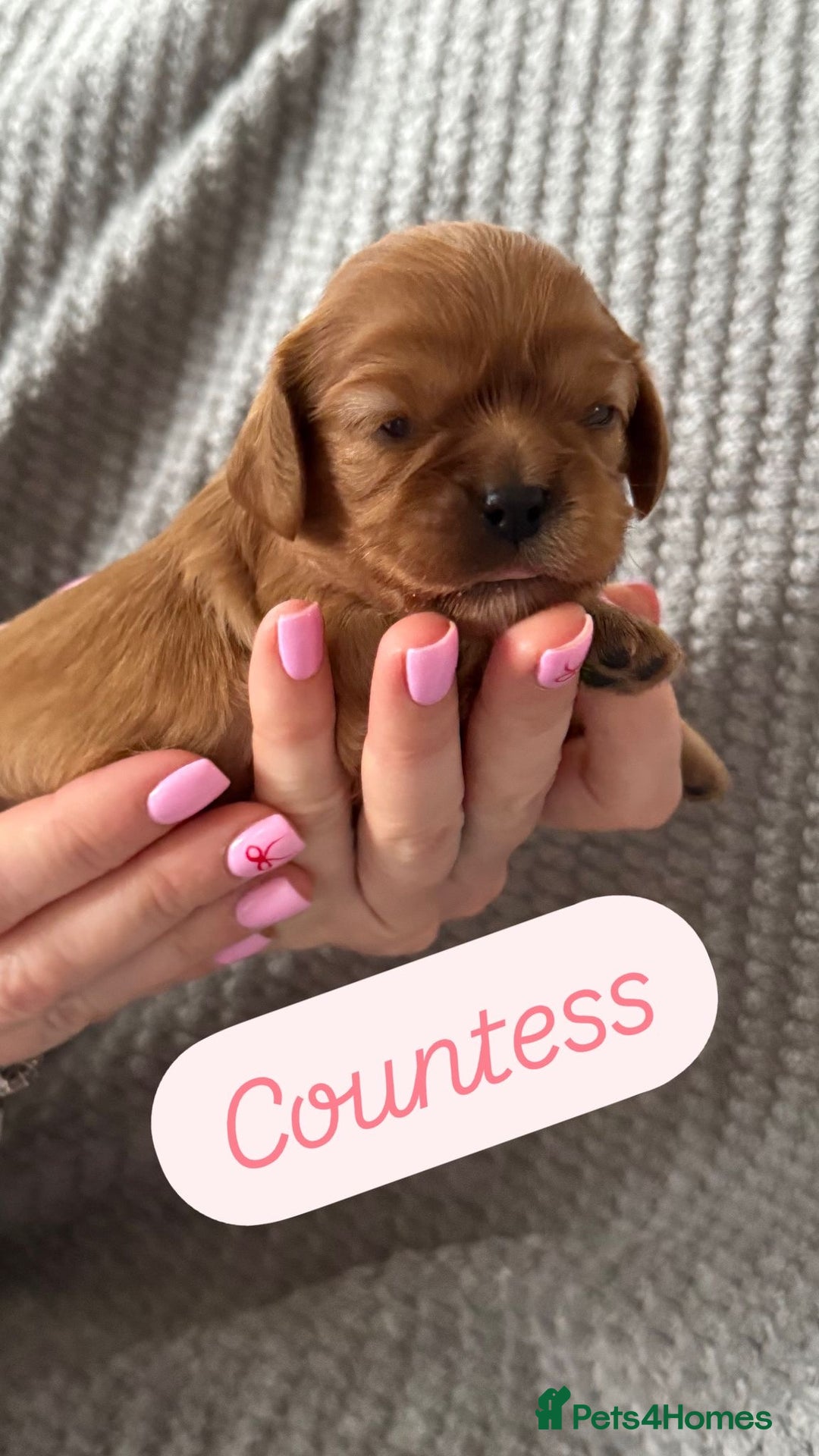 Cavalier King Charles Spaniel dogs for sale: KC Cavalier King Charles spaniels  - Advert 6