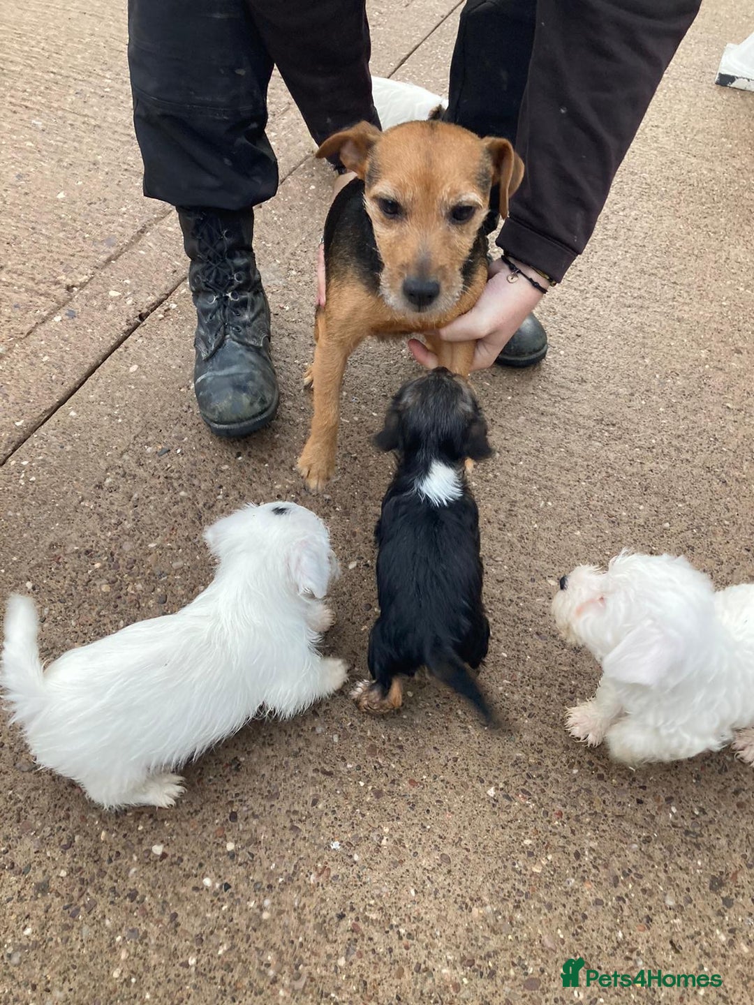 Mixed Breed dogs for sale: Lakeland crossed Sealyham terrier  - Advert 8