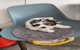 Biewer Terrier dogs for sale: Last girl Pure Biewer yorkshire terrier  - Image 11
