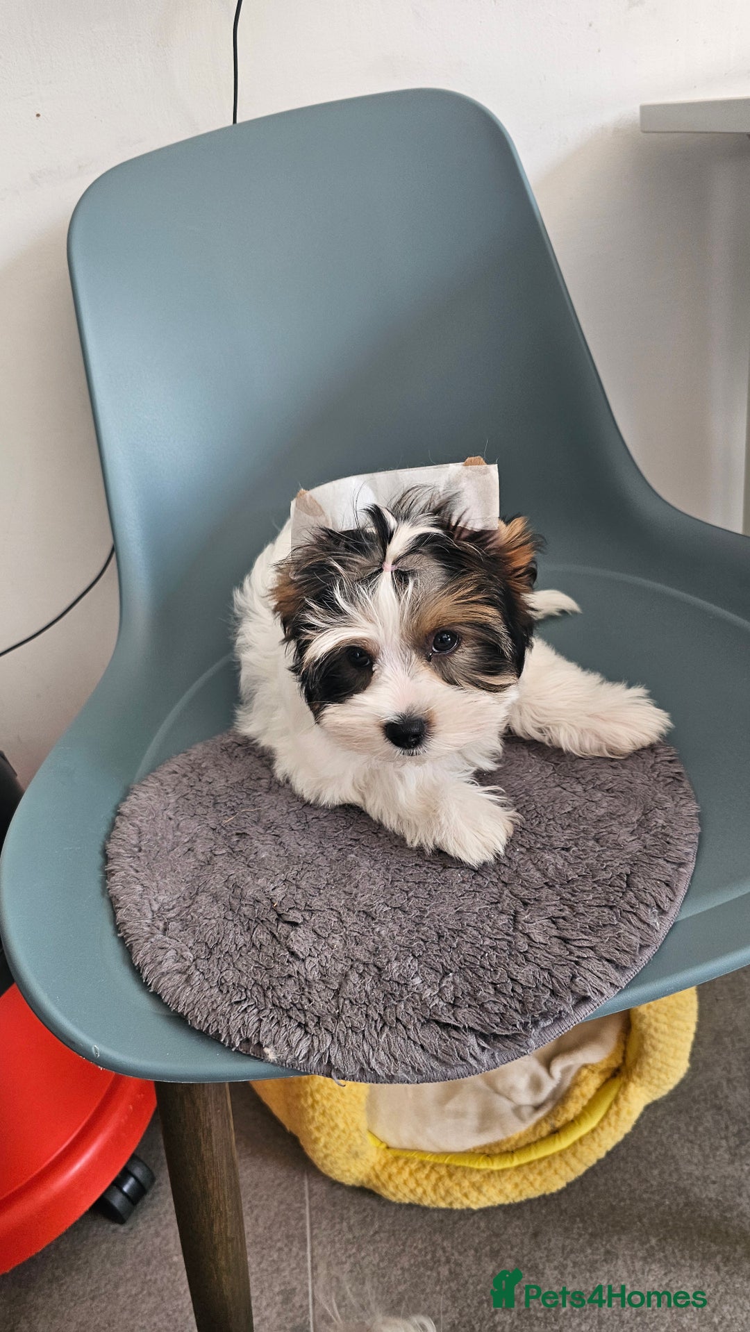 Biewer Terrier dogs for sale: Last girl Pure Biewer yorkshire terrier  - Image 11