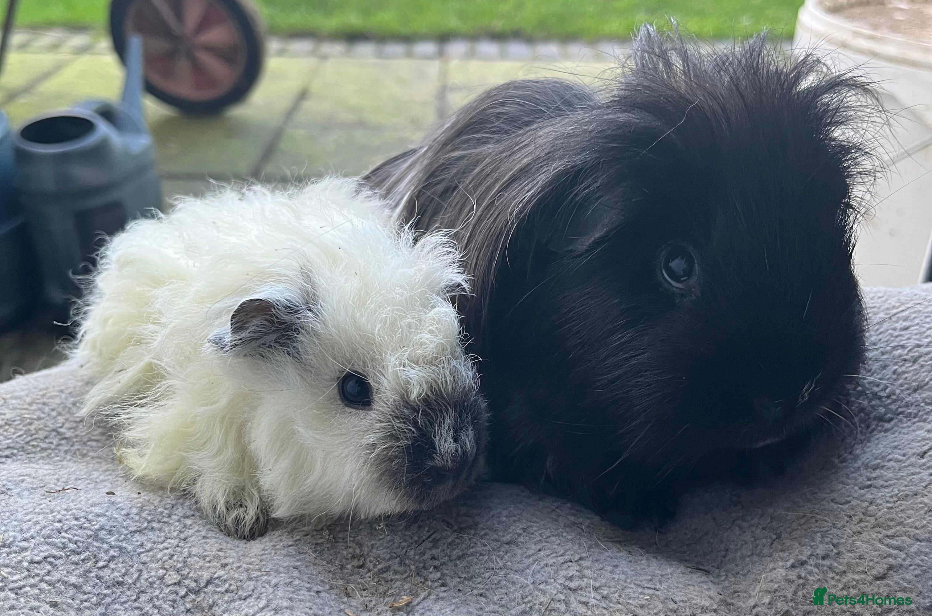 Guinea Pig rodents Baby guinea pigs, life time help and support.  - Advert 11