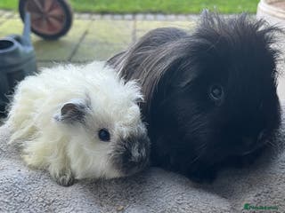 Guinea Pig rodents Baby guinea pigs, life time help and support. - Advert 7