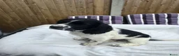 Sprocker dogs for sale: procker spaniel pups in Pontefract - Advert 2