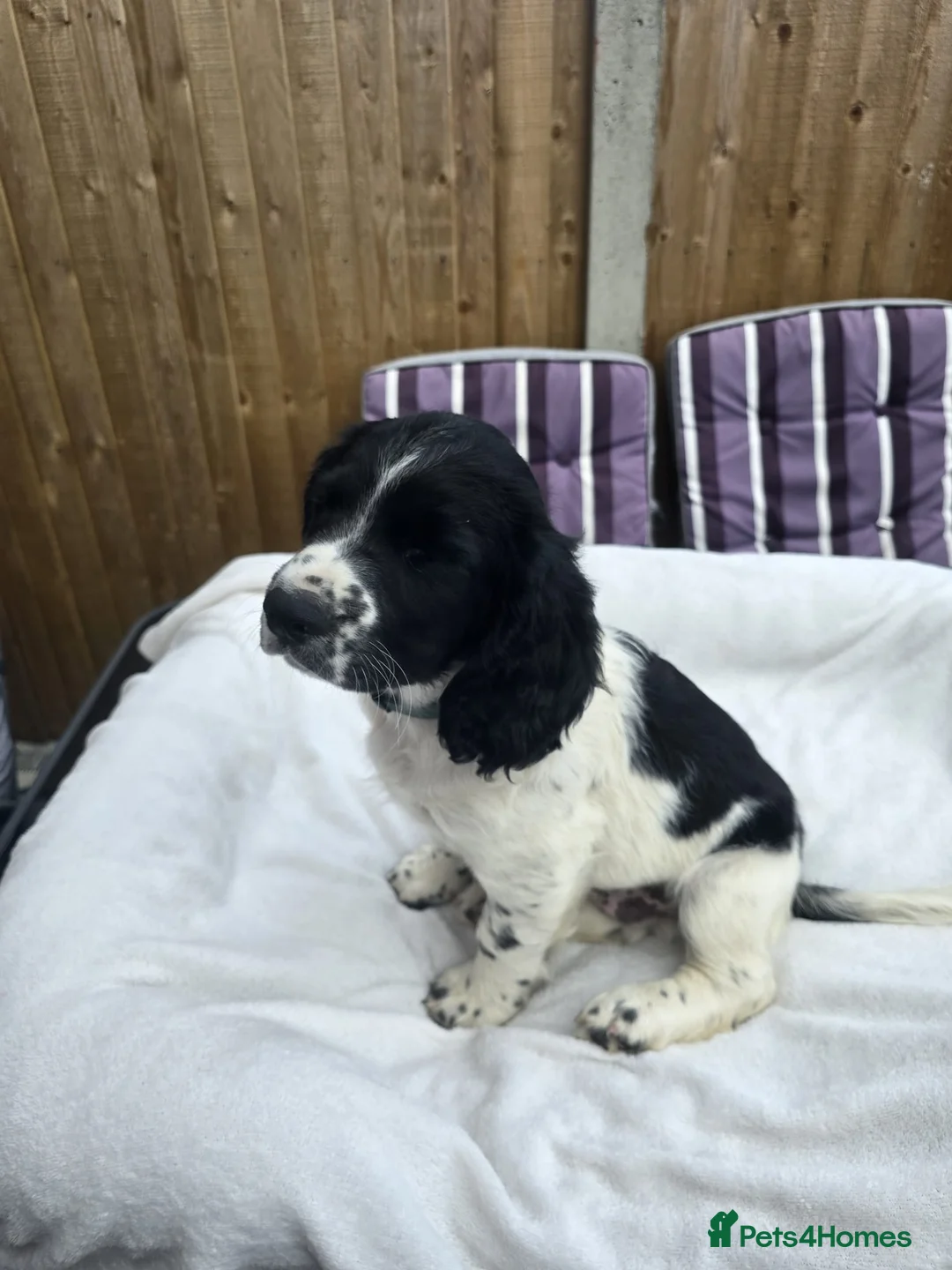 Sprocker dogs for sale: procker spaniel pups in Pontefract - Advert 2