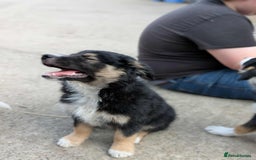 Mixed Breed dogs for sale: Labrador X border collie puppies  - Image 9