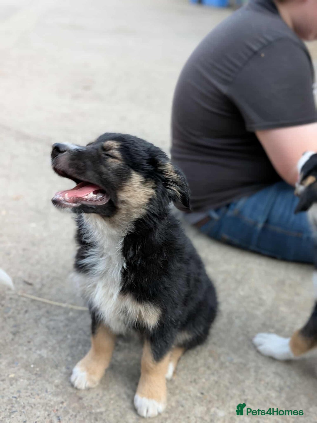 Mixed Breed dogs for sale: Labrador X border collie puppies  - Image 9