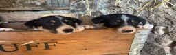 Welsh Collie dogs for sale: 6 beautiful Tri coloured Welsh Collie puppies  - Advert 4