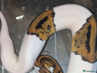 Python Snake reptiles Various Royal Pythons available - Advert 2