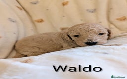 Standard Poodle dogs for sale: Standard poodles - Image 9