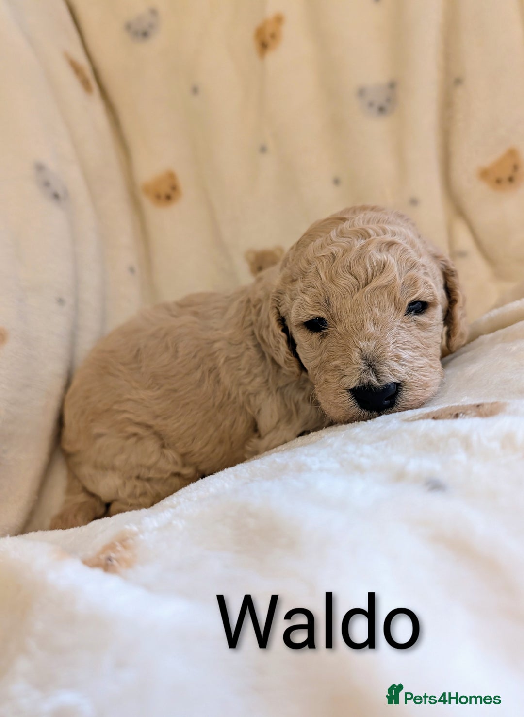 Standard Poodle dogs for sale: Standard poodles - Image 9