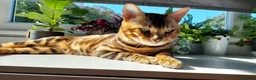 Bengal cats for sale: 7 beautiful pure Bengal Kittens - Advert 7