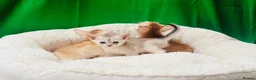 Abyssinian cats for sale: 🌟 CHAMPION LINES SILVER BLACK & SILVER CINNAMON  - Advert 9