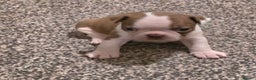 Boston Terrier dogs for sale: Stunning KC Reg Boston Terrier last girl left - Advert 29