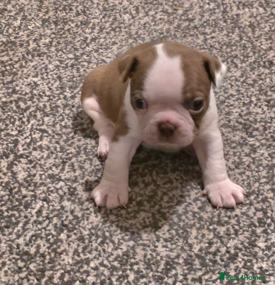 Boston Terrier dogs for sale: Stunning KC Reg Boston Terrier last girl left - Advert 29