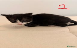 British Longhair cats for sale: 4 Beautiful Kittens  - Image 6