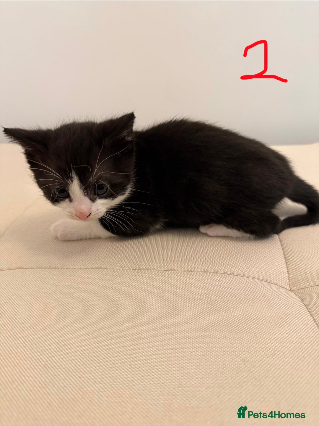 British Longhair cats for sale: 4 Beautiful Kittens  - Image 6