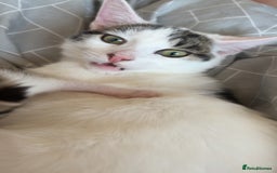 Mixed Breed cats for sale: Male kitten looking for his forever home free - Image 5