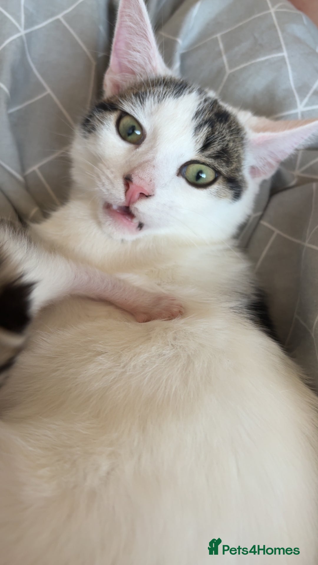 Mixed Breed cats for sale: Male kitten looking for his forever home free - Image 5