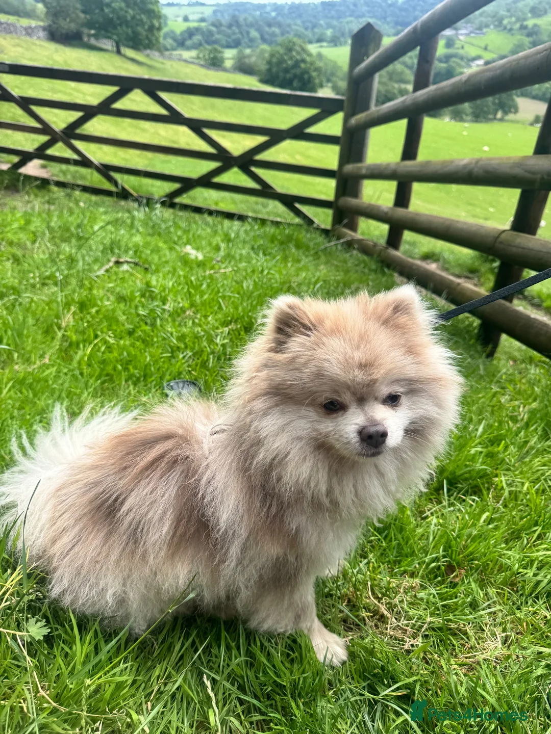 Pomeranian dogs for stud: Stud Pomeranian – Kennel Club Registered - Advert 2