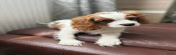 Cavalier King Charles Spaniel dogs for sale: Very active and super sweet boy is ready to go - Advert 18