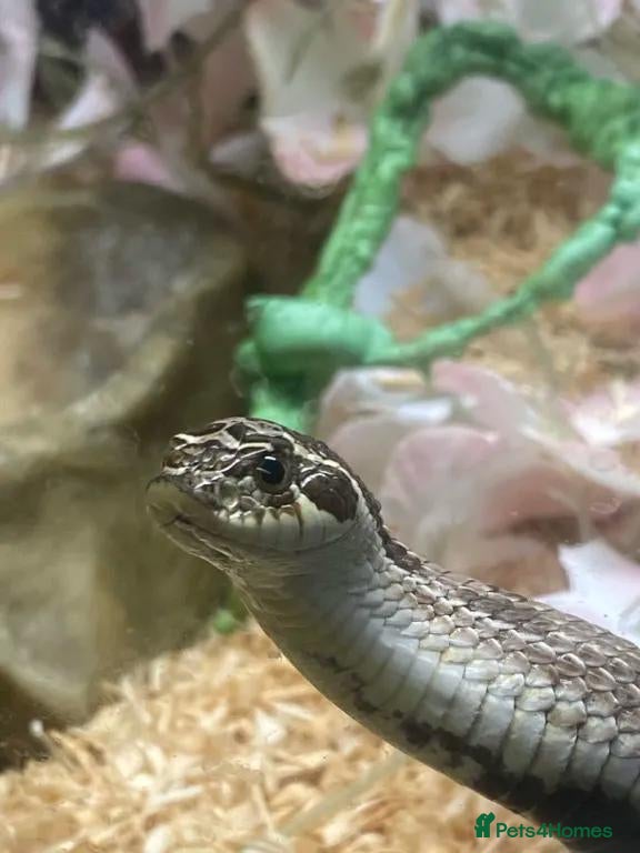 Snake reptiles Hognose snake - Advert 1