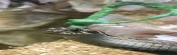 Snake reptiles for sale: Hognose snake in Staines - Advert 1