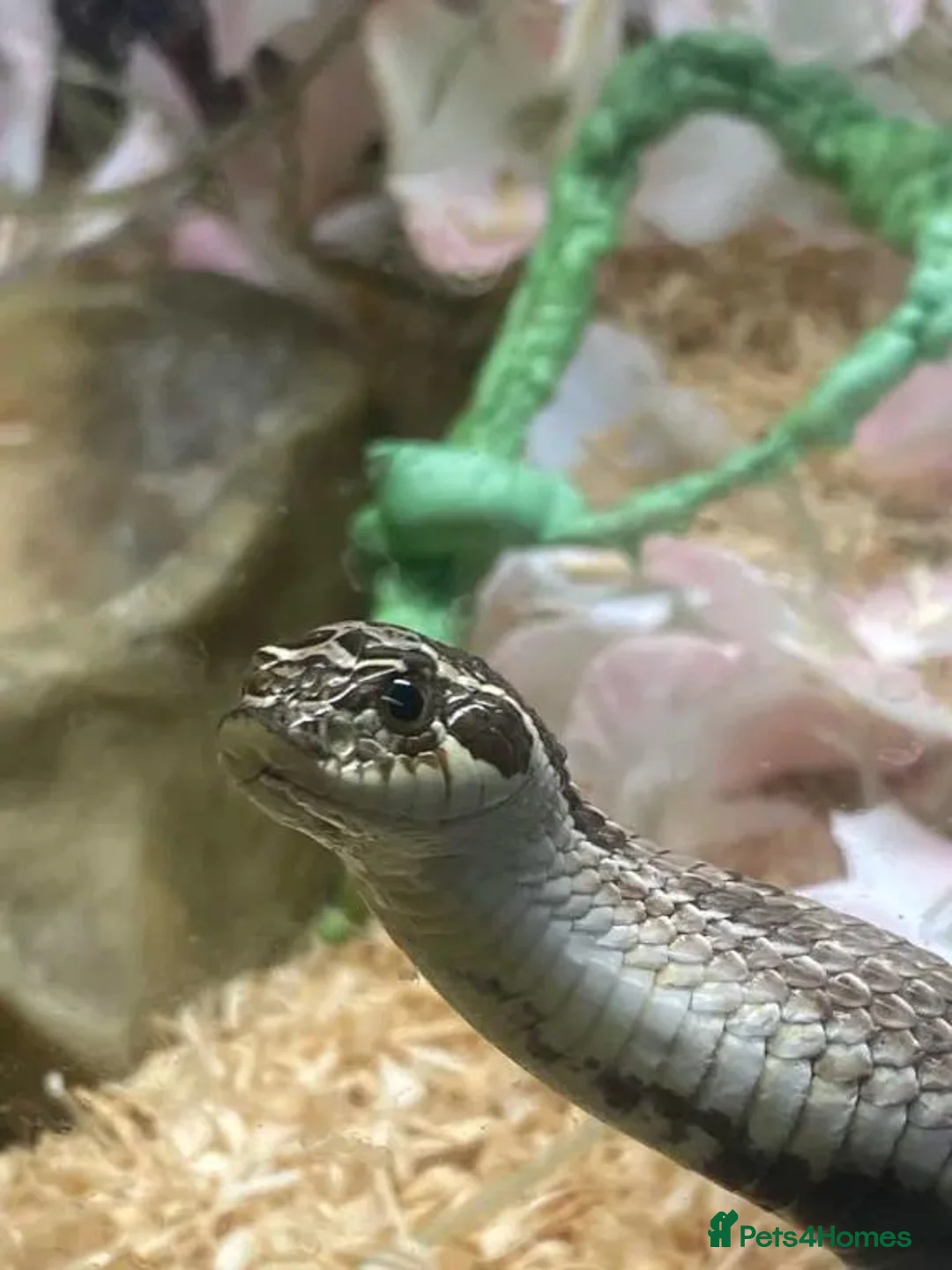 Snake reptiles for sale: Hognose snake in Staines - Advert 1