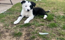 Border Collie dogs for sale: 2 working collie pups left both girls  - Image 2