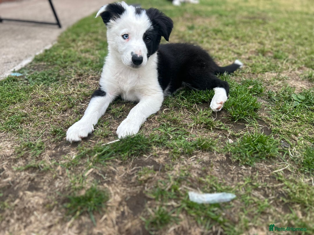 Border Collie dogs for sale: 2 working collie pups left both girls  - Image 2