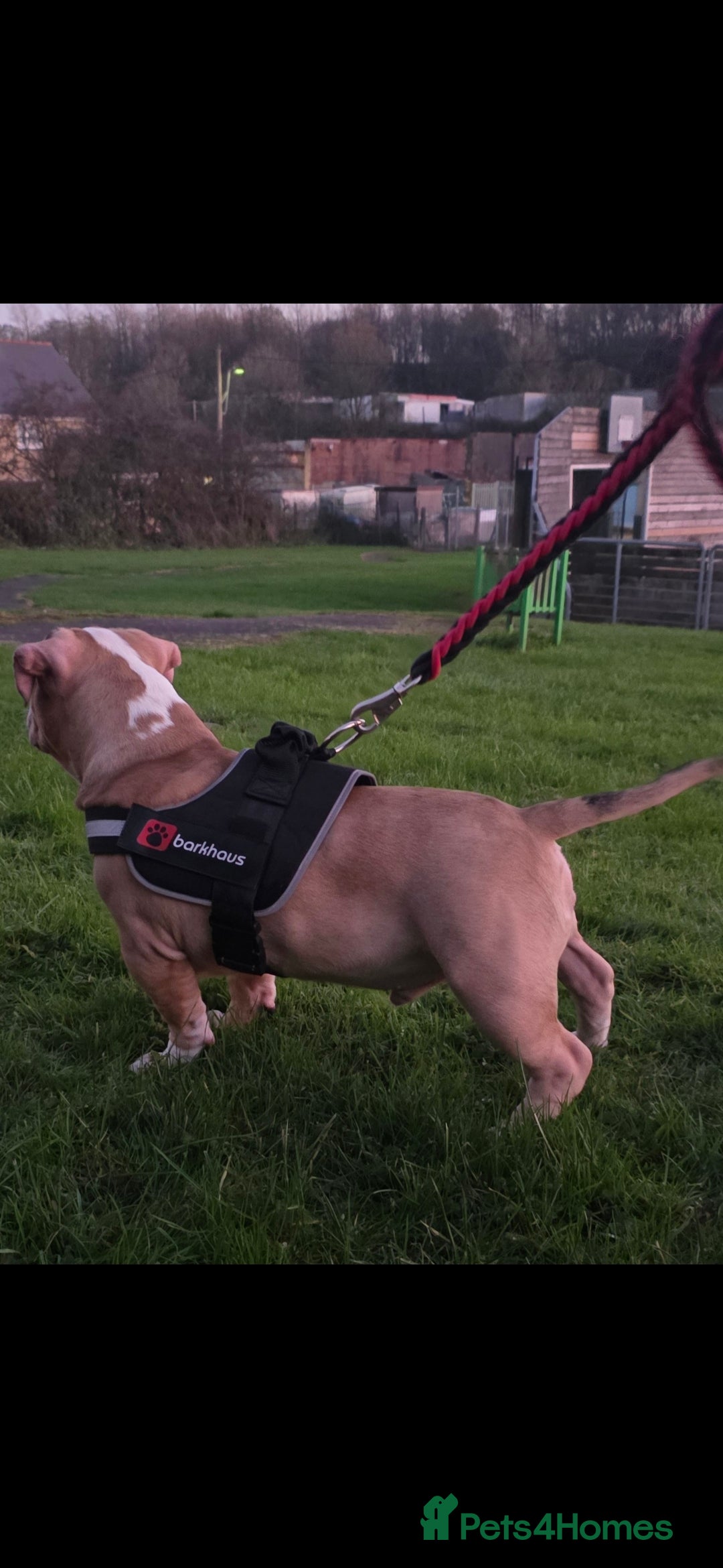 American Bully dogs for sale: 2 Male Abkc Reg Pocket Bully's G'Pups GRCH MrBean - Advert 7
