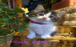 British Longhair cats for sale: Stunning friendly kittens - Image 33