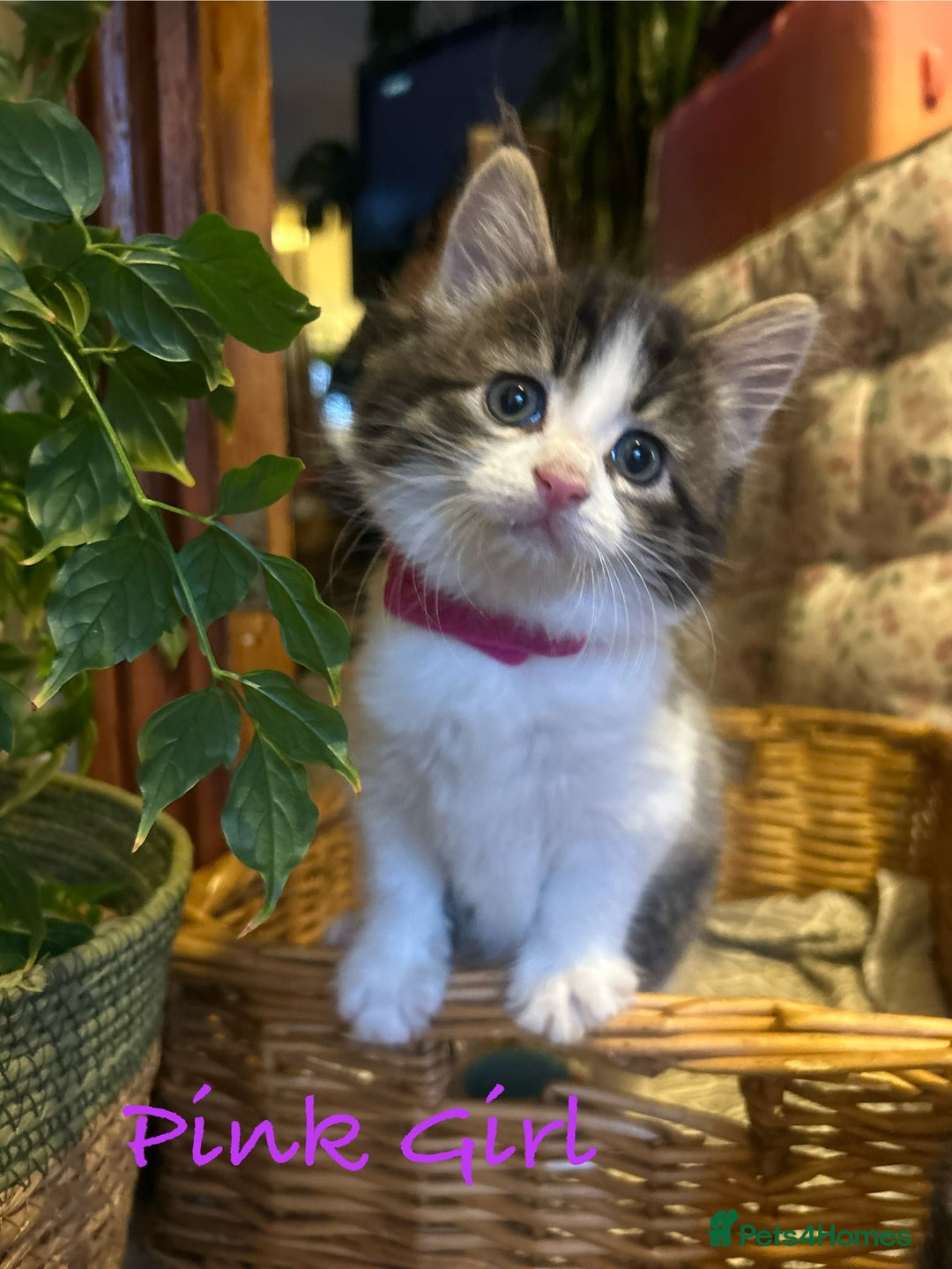 British Longhair cats for sale: Stunning friendly kittens - Image 33