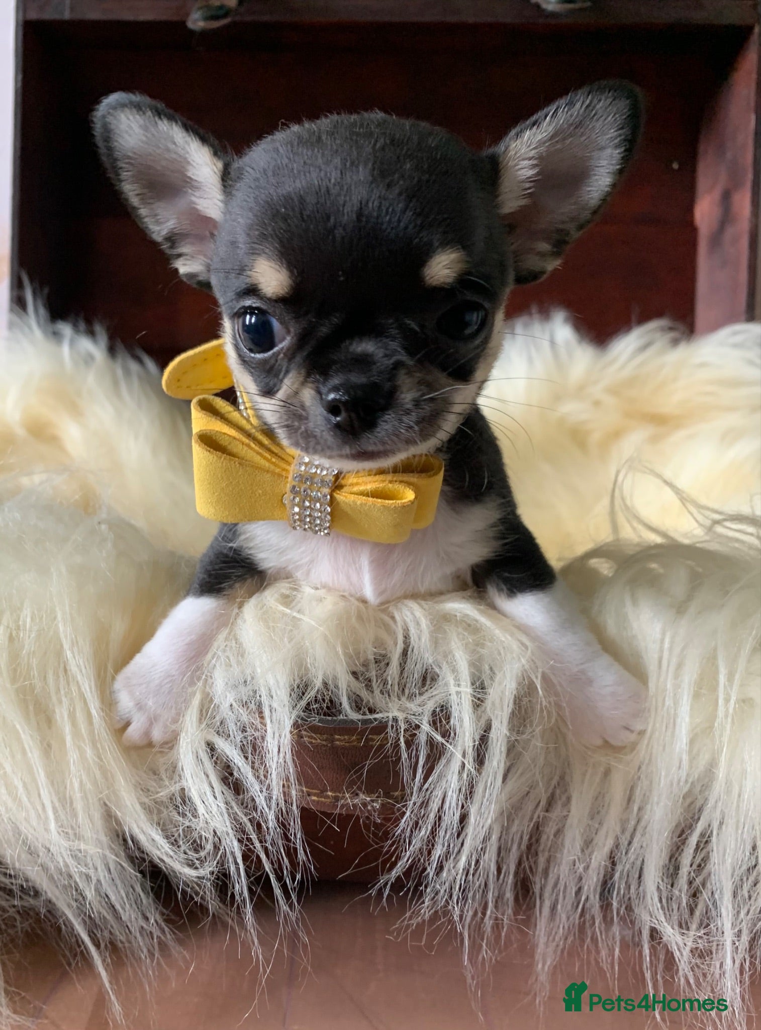 Chihuahua dogs 5* LICENSED GORGEOUS💕 KC CHIHUAHUA LITTER - Advert 2