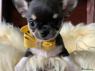 Chihuahua dogs 5* LICENSED GORGEOUS💕 KC CHIHUAHUA LITTER - Advert 2