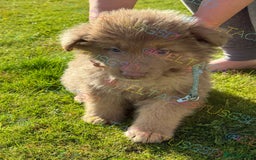 German Shepherd dogs for sale: Reduced Kcreg Isabella German shepherd pups  - Image 1