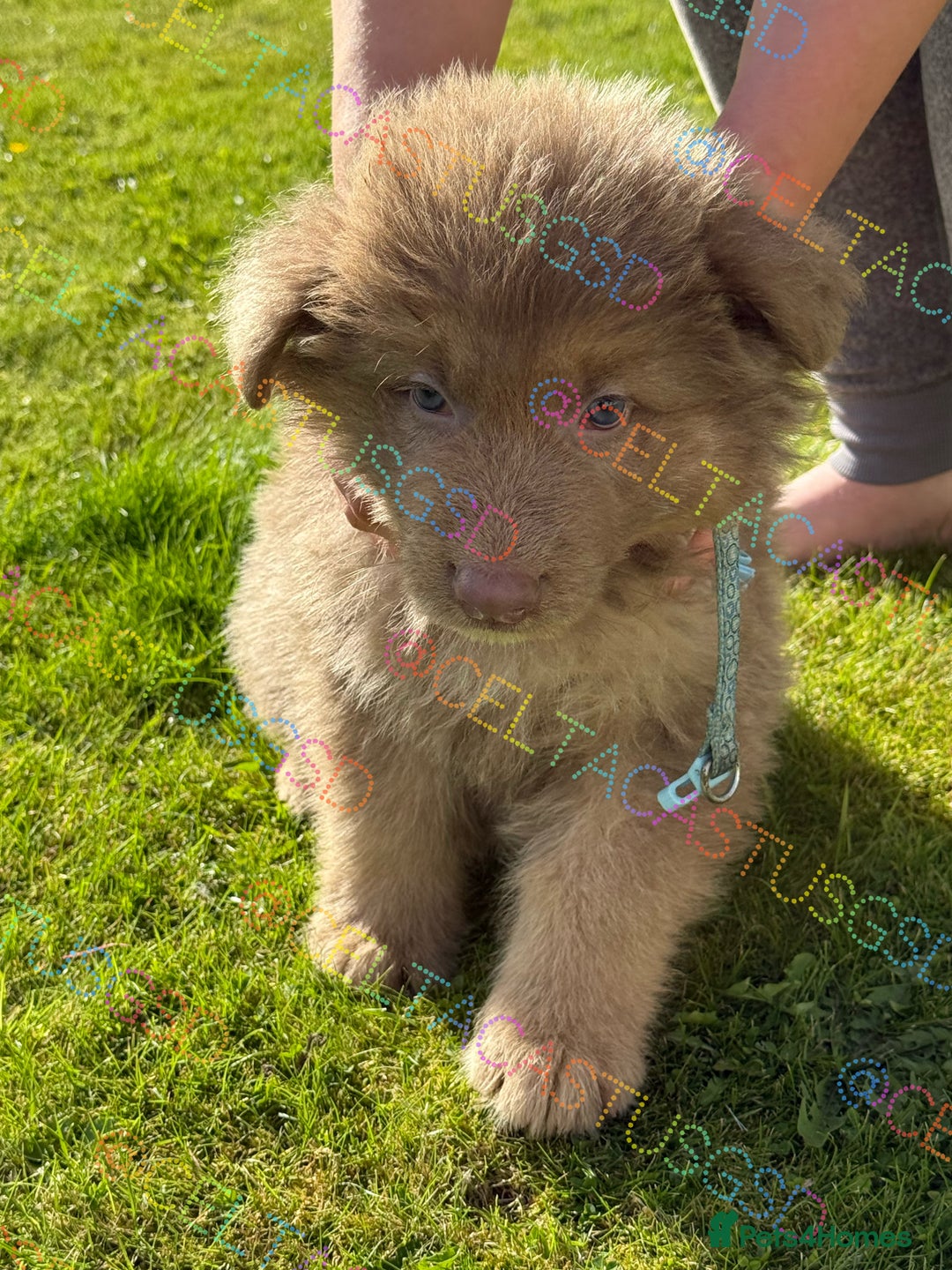 German Shepherd dogs for sale: Reduced Kcreg Isabella German shepherd pups  - Image 1